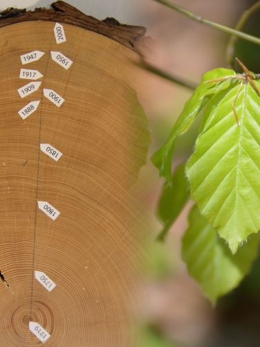 Dendrochronology and Phenology
