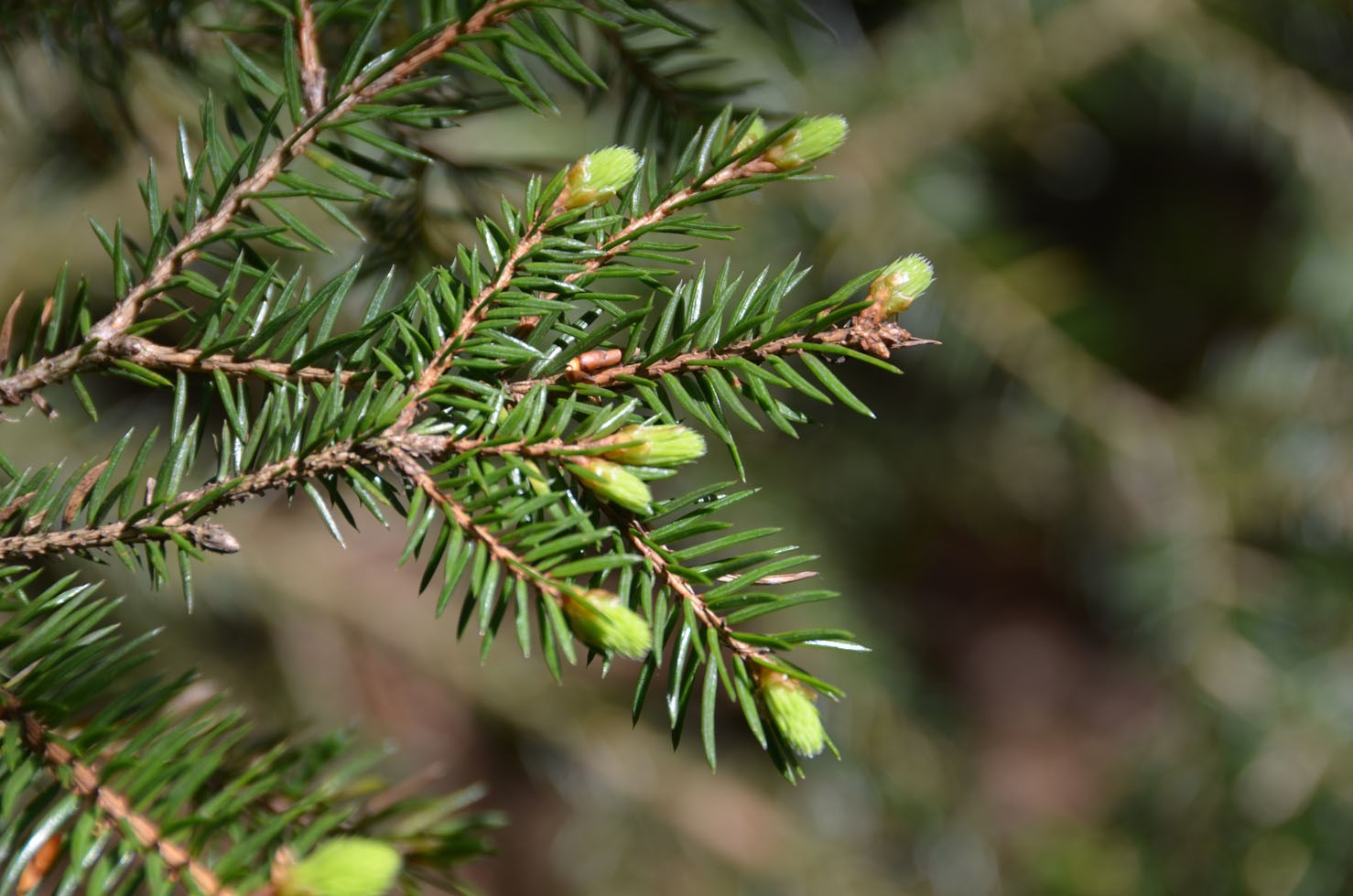 Enlarged view: Picea abies