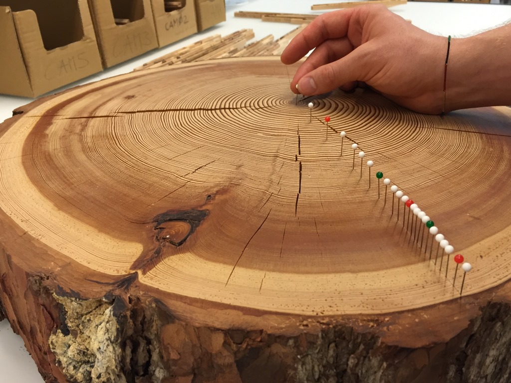 Enlarged view: Counting tree rings in the ETH tree-ring lab