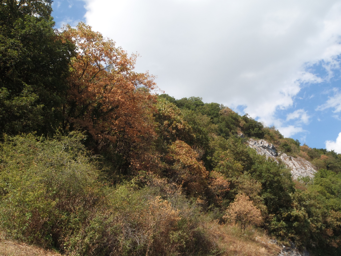 Drought-induced tree mortality during summer 2015 (Twann, BE).