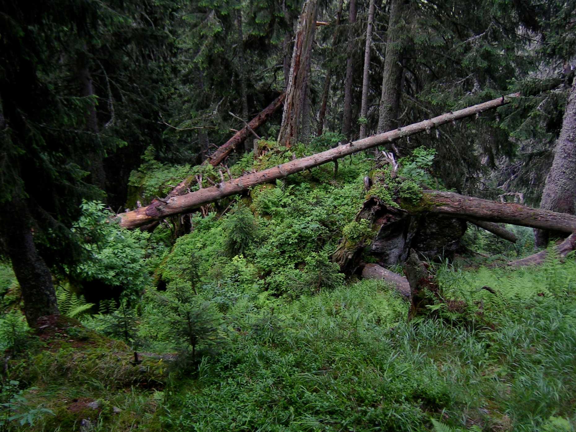 Vergrösserte Ansicht: Der Urwald von Scatlè (GR). Foto: Harald Bugmann