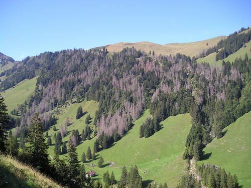 Landschaftsdynamik und Störungsregmies