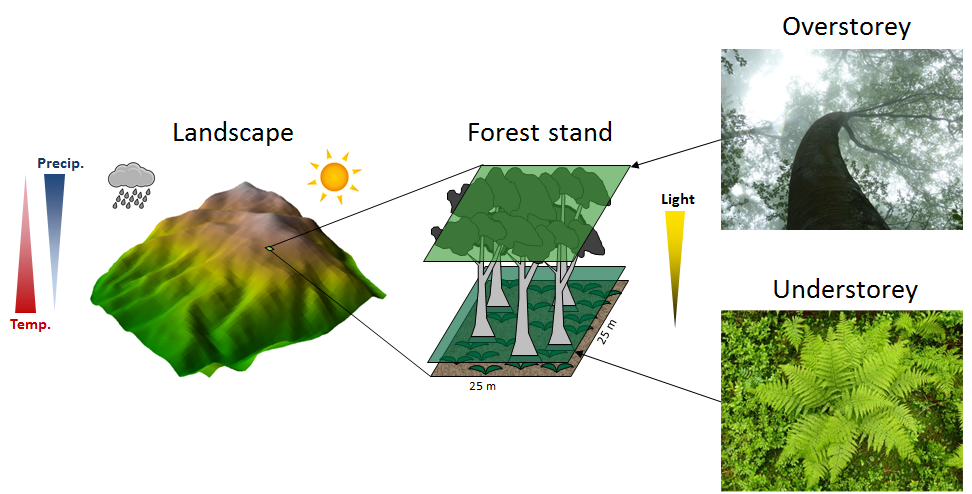 Vergrösserte Ansicht: Concept of herbaceous understorey in the forest landscape model LandClim